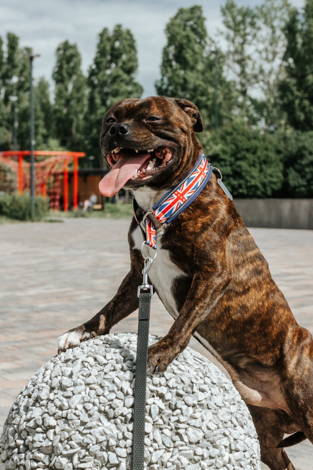 rare staffy colours