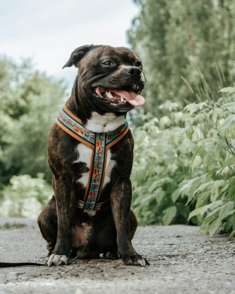 blue brindle staffy
