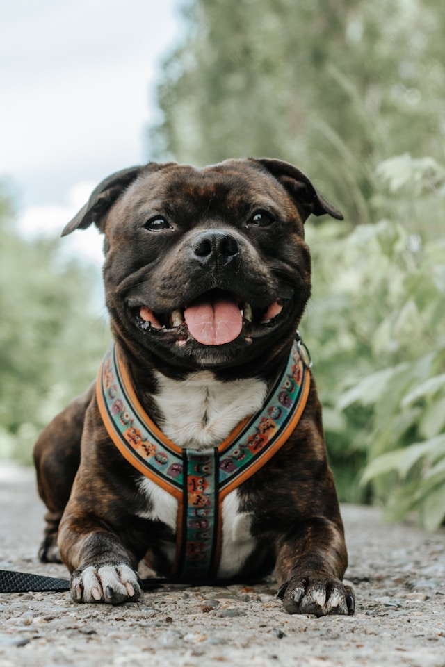 english staffy