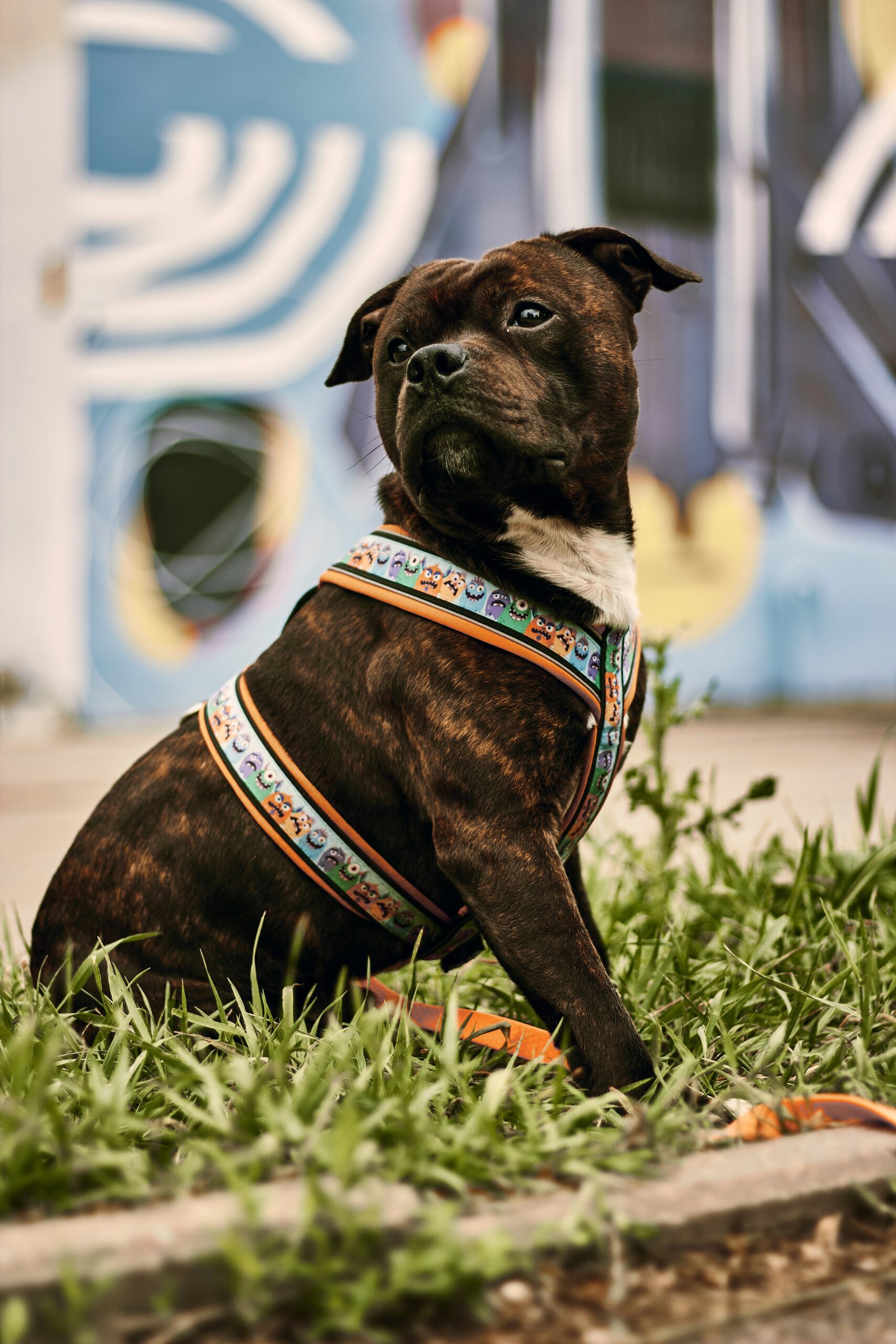 Baxter and Bella Reviews: Is This Training Program Worth It for Your Staffy?