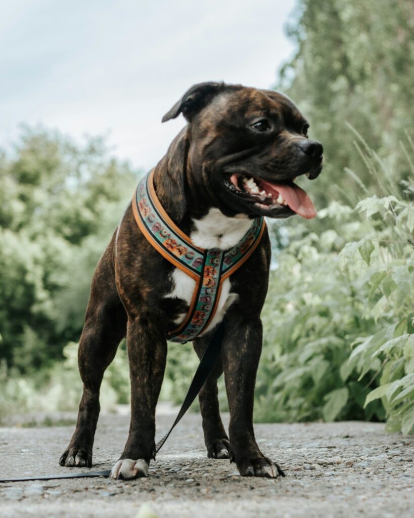 are staffordshire bull terriers aggressive