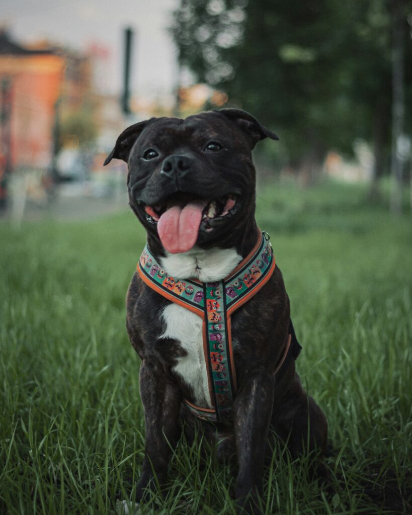 black staffy