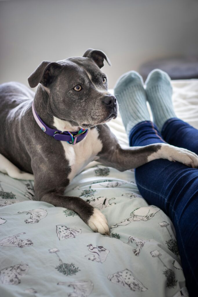 how much are staffy puppies
