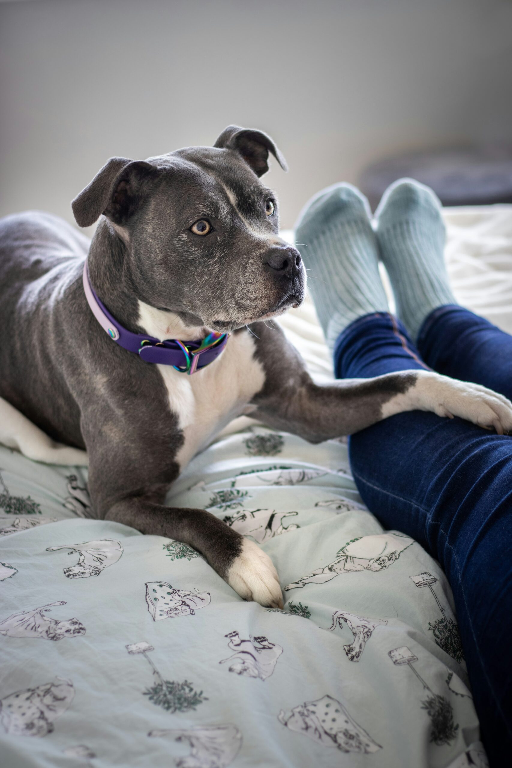 How Much Are Staffy Puppies: A Comprehensive Cost Guide