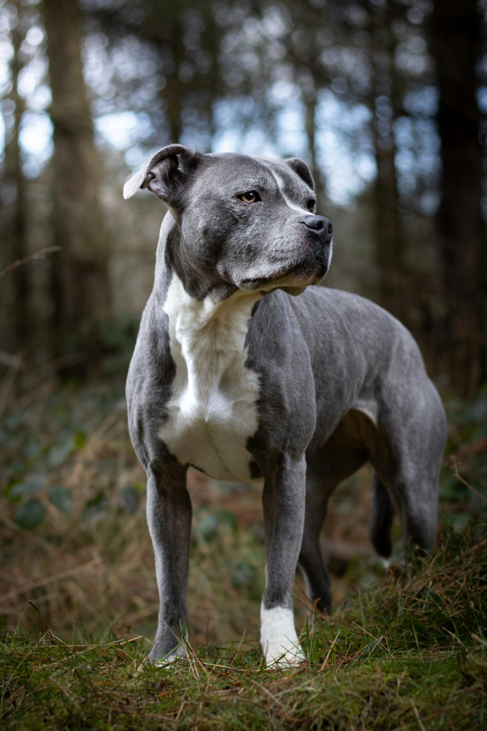 What’s the Difference Between a Staffy and a Pitbull: A Comprehensive Comparison