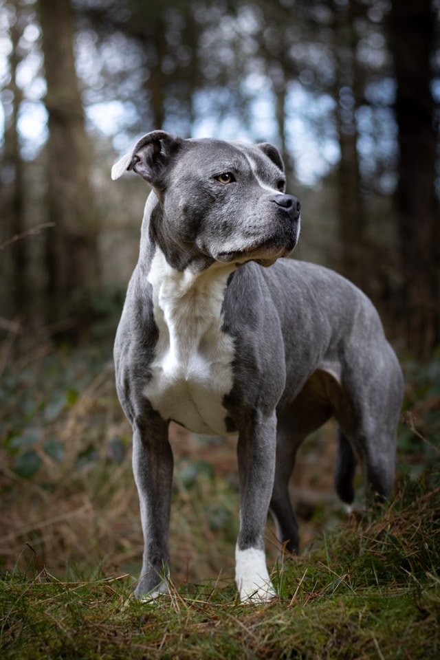blue staffy
