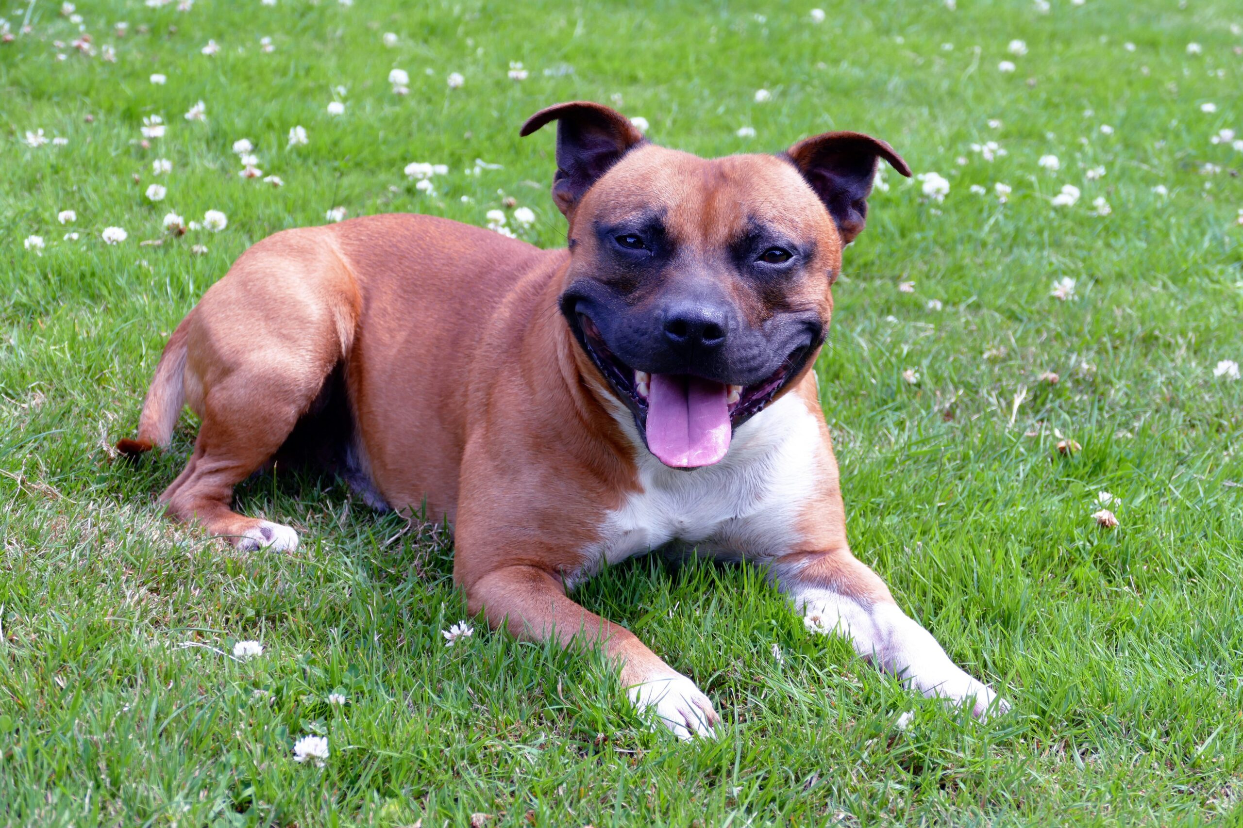 Staffordshire Bull Terrier Red: A Guide to This Unique Coat Color