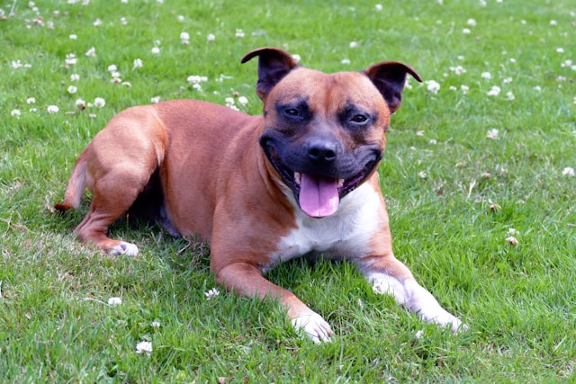 staffy vs pitbull
