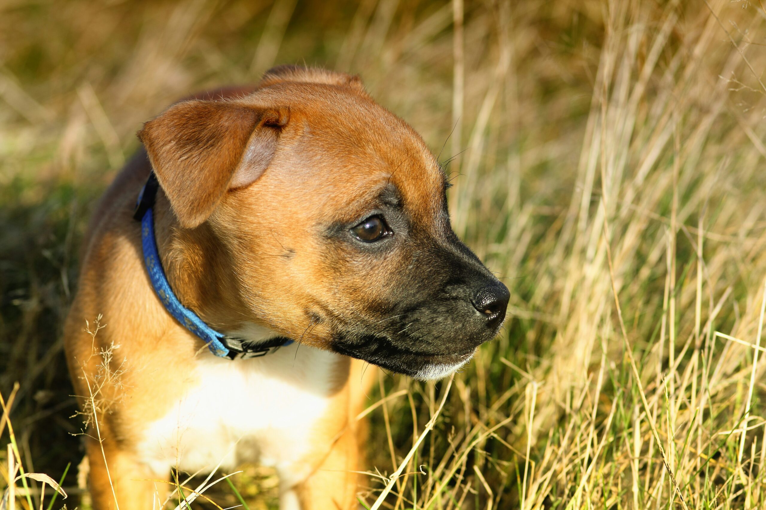 Miniature Staffordshire Terrier: Understanding Size and Characteristics