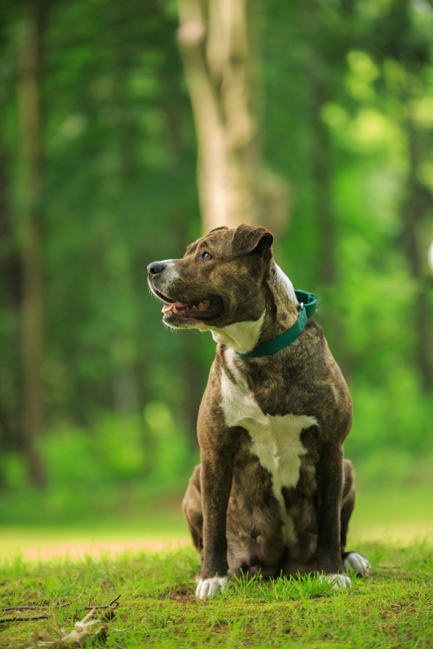Do Staffies Shed? Understanding Staffordshire Bull Terrier Shedding