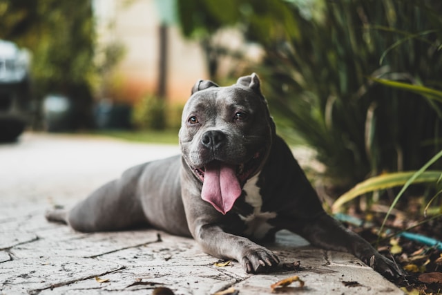 staffy vs pitbull