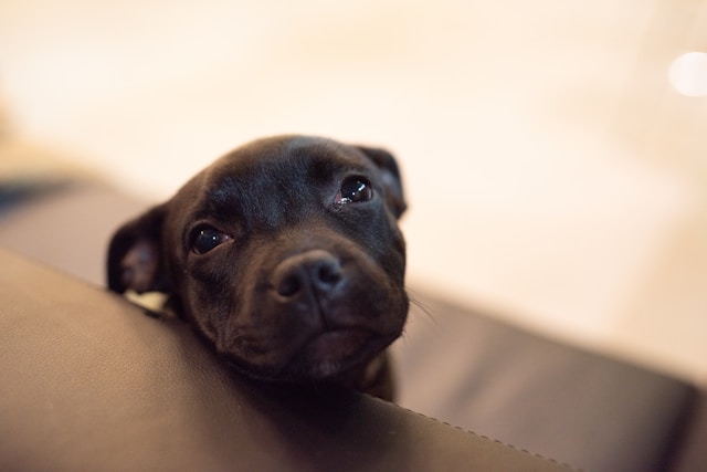 staffy size