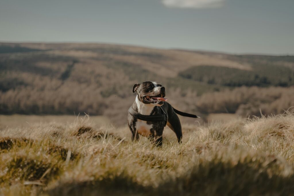 staffordshire bull terrier health issues