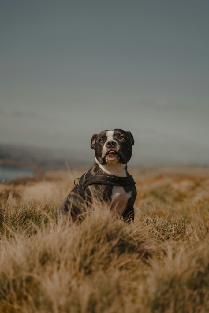 staffordshire bull terrier bite force