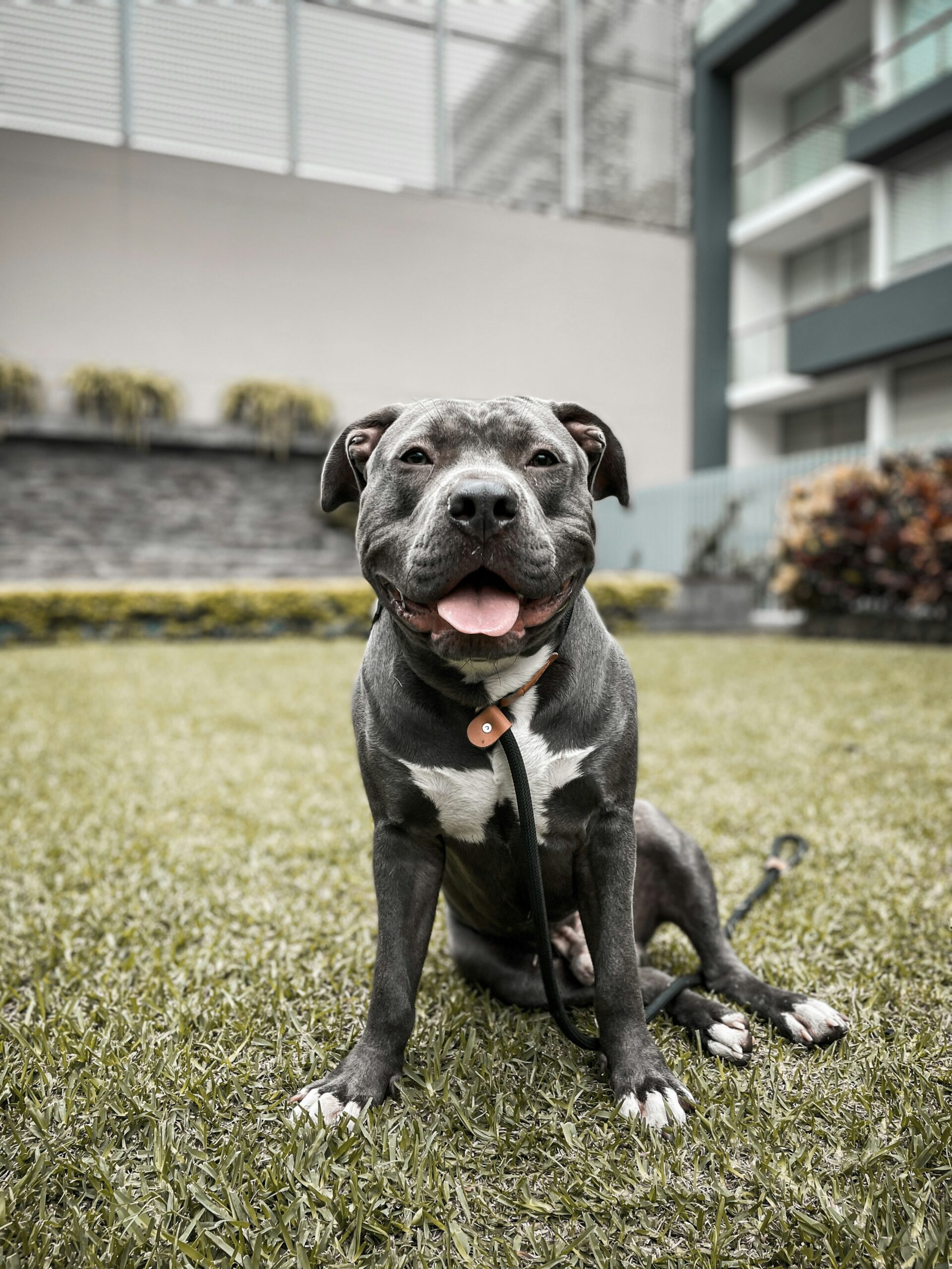 Wild Blue Staffords: Your Guide to Finding the Perfect Blue Staffy