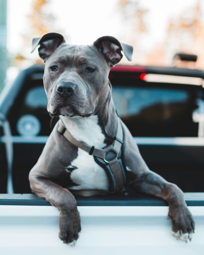 staffordshire bull terrier vs pitbull
