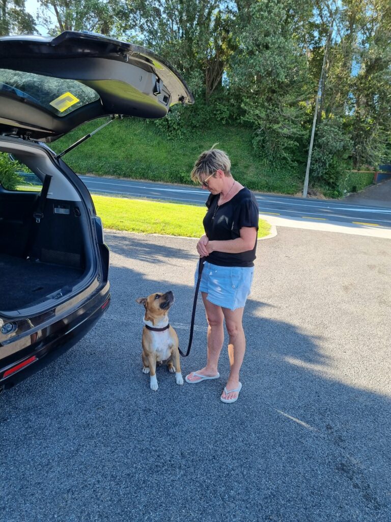 staffy training
