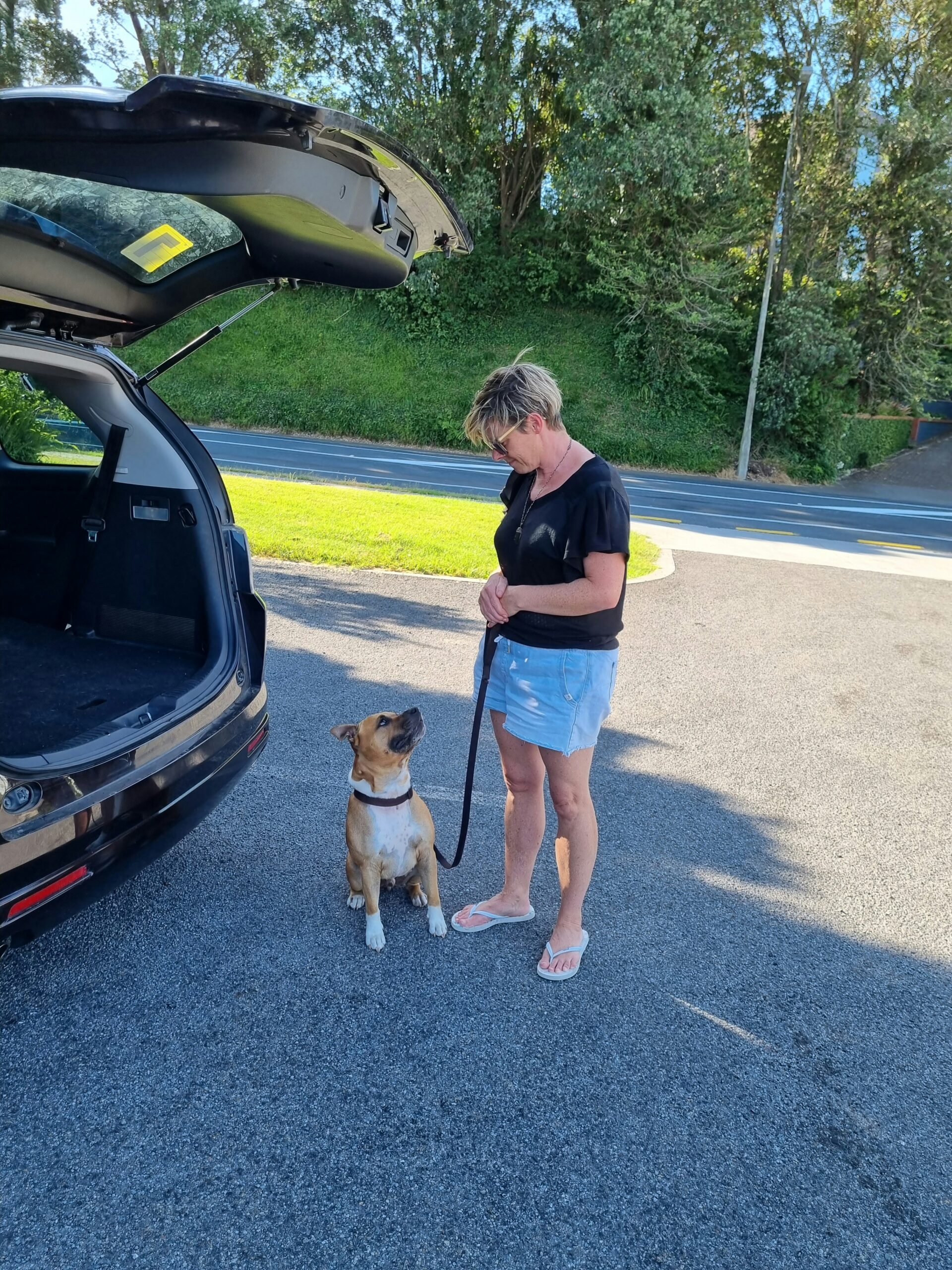 Staffy Training: A Comprehensive Guide to Training Your Staffordshire Bull Terrier