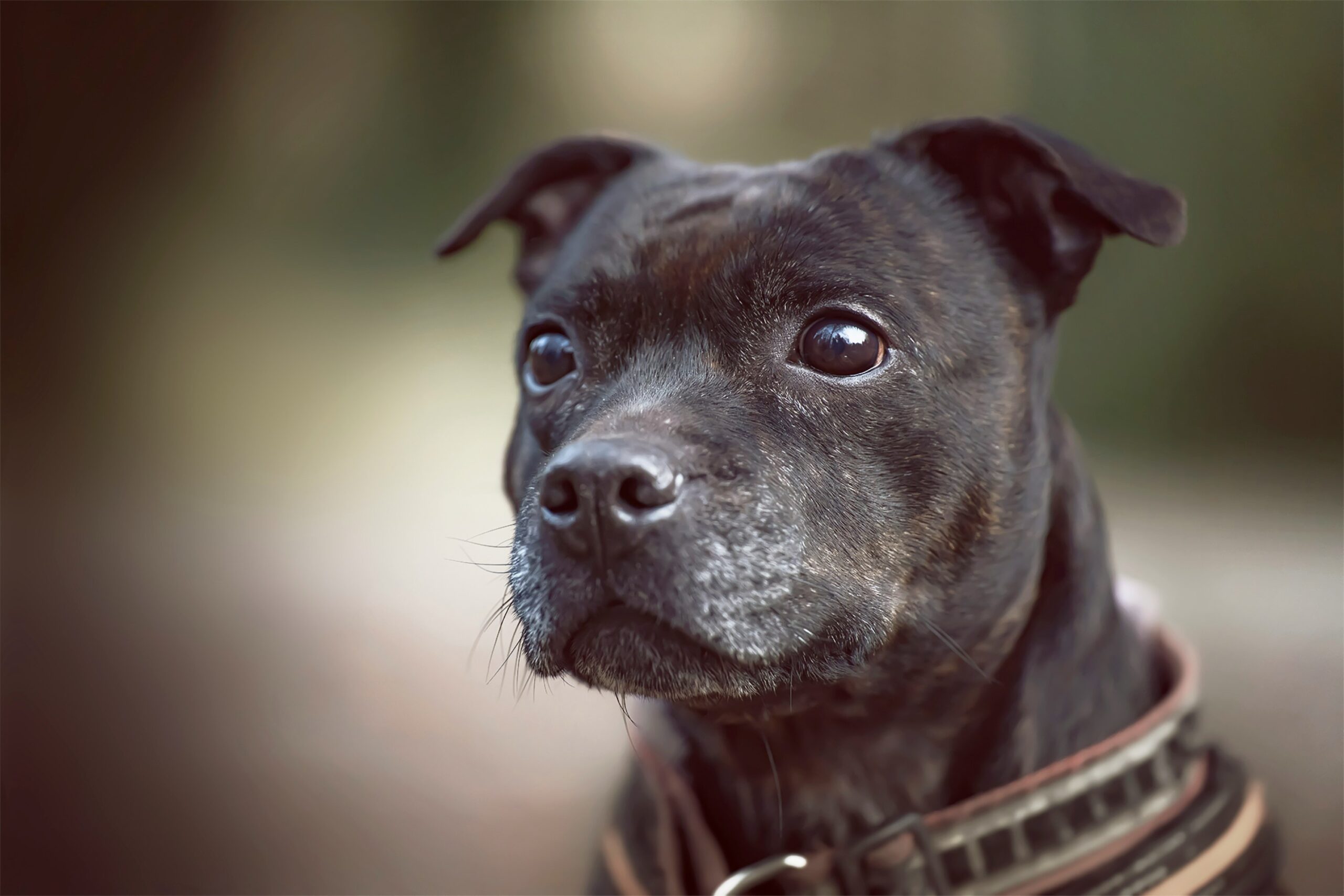 Staffy Dog for Sale: Finding Your Perfect Staffordshire Bull Terrier