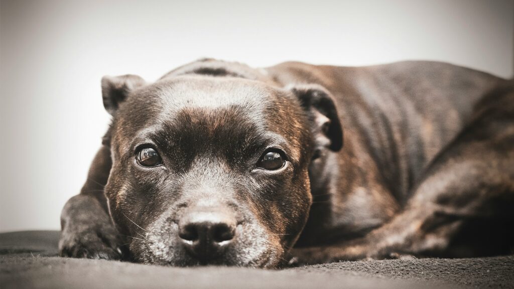 best dogs for kids