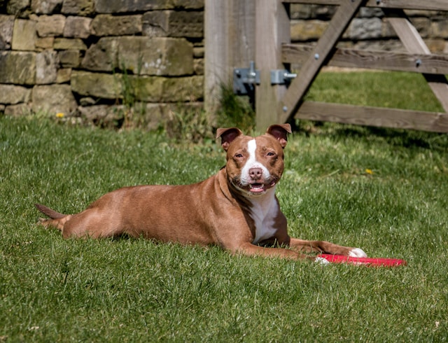 Brown Staffy Puppy: Your Guide to Raising a Lovable Companion