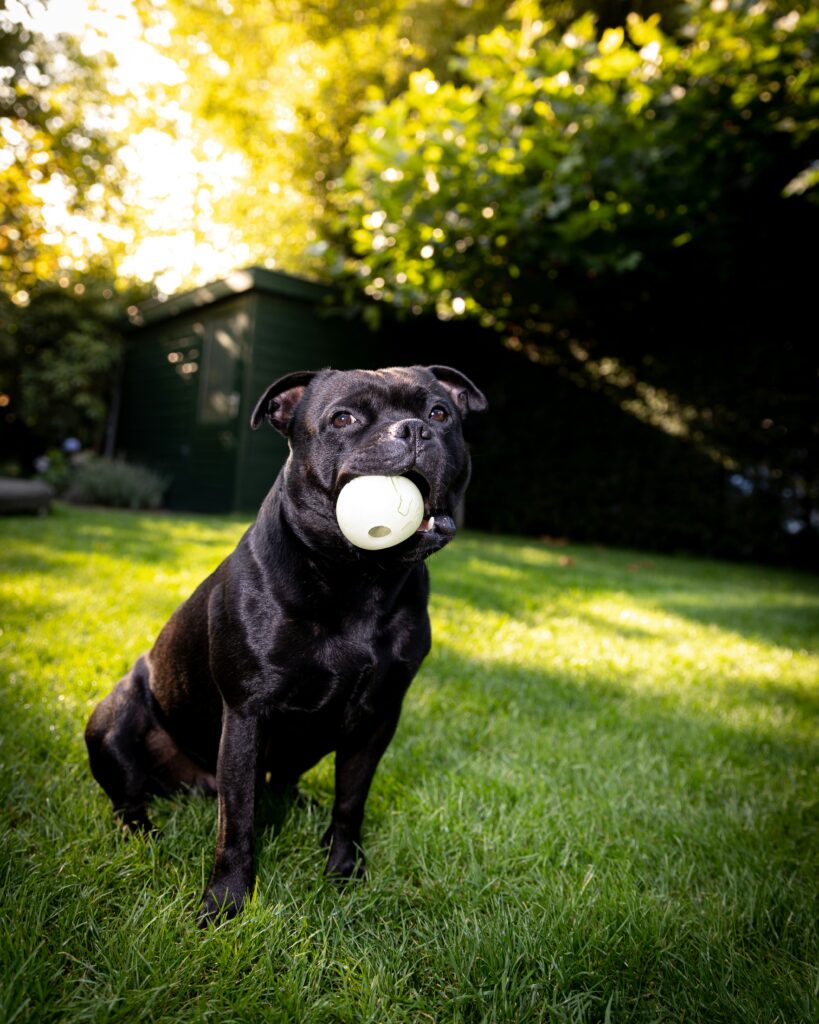 staffordshire mix
