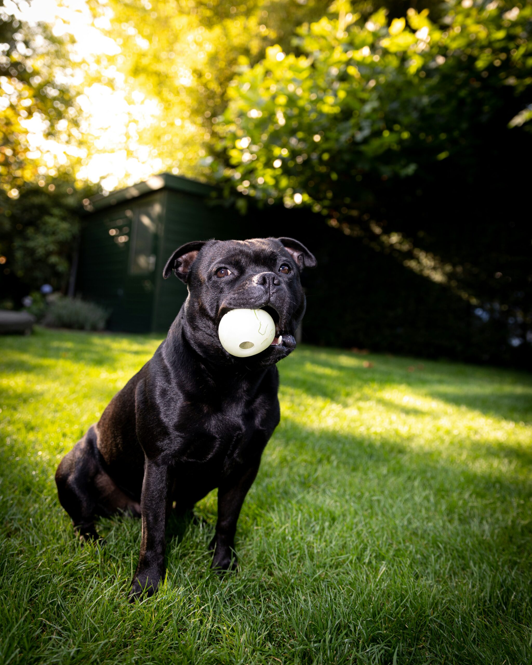 staffordshire mix