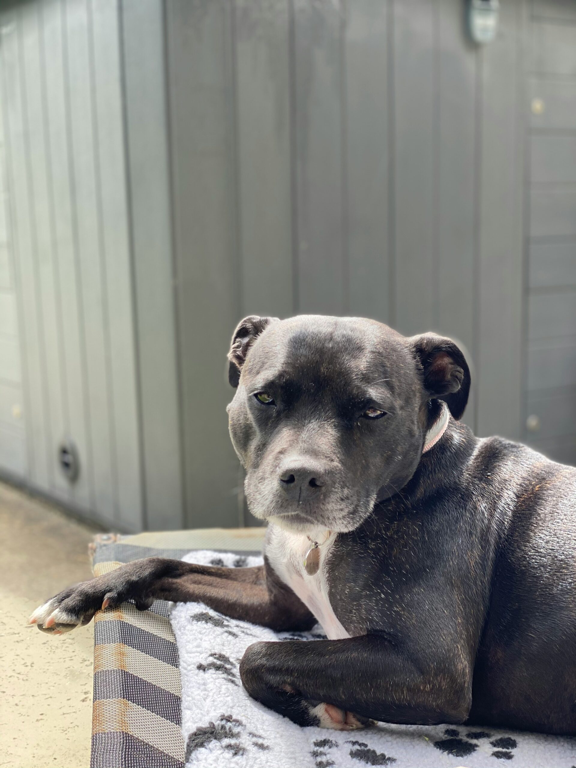 Staffordshire Bull Terrier Adoption Near Me: Finding Your Perfect Companion