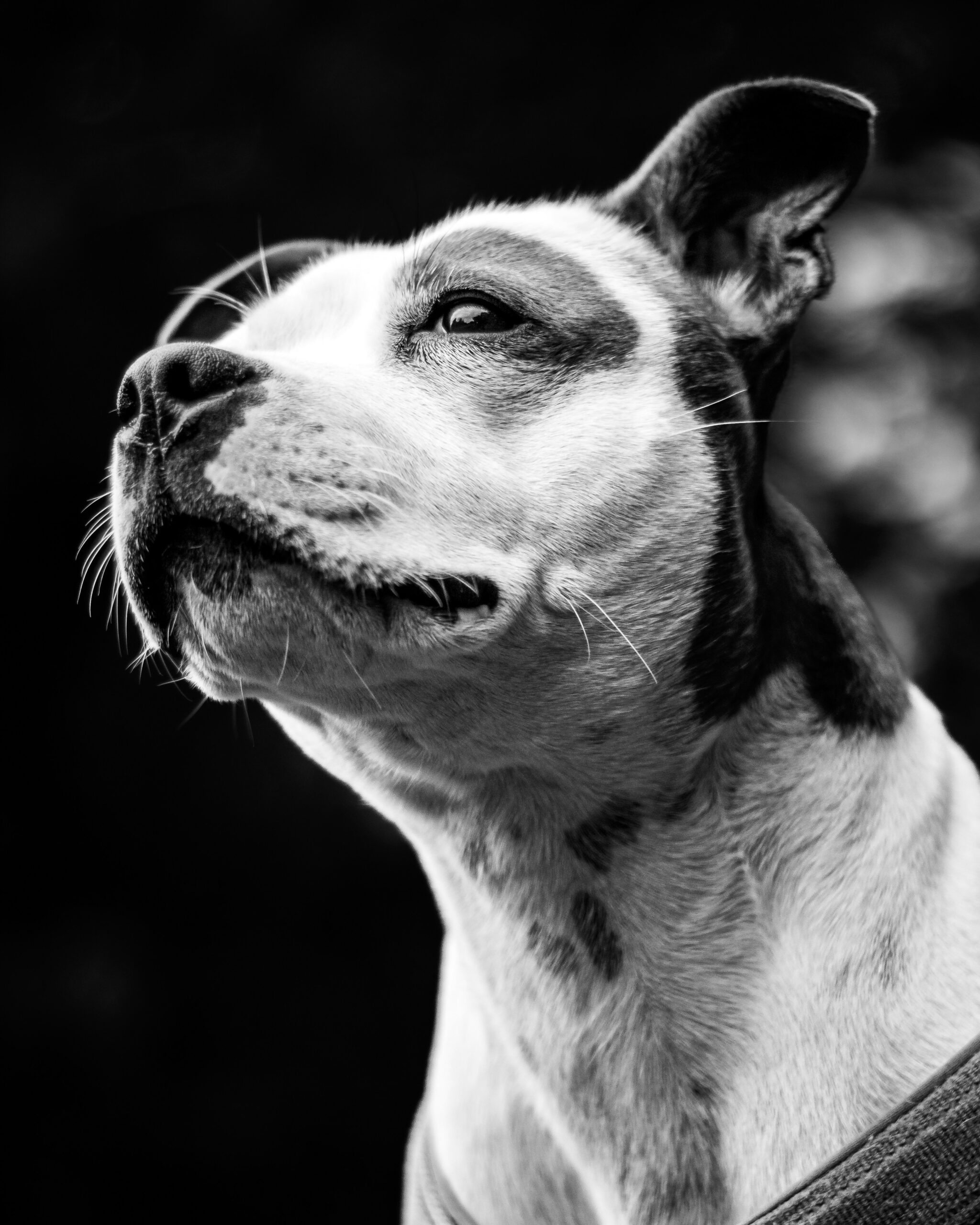 Staffordshire Bull Terrier Adoption Near Me: Finding Your Perfect Companion
