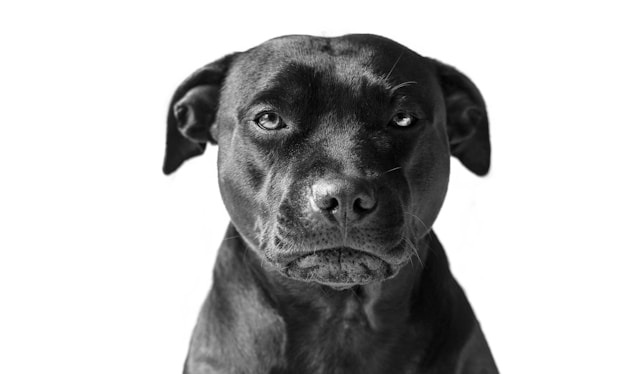 Staffy Lab Mix: The Ultimate Guide to This Lovable Hybrid Breed